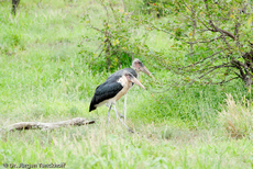 Marabu (18 von 33).jpg